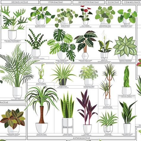 Indoor plant identification. Things To Know About Indoor plant identification. 